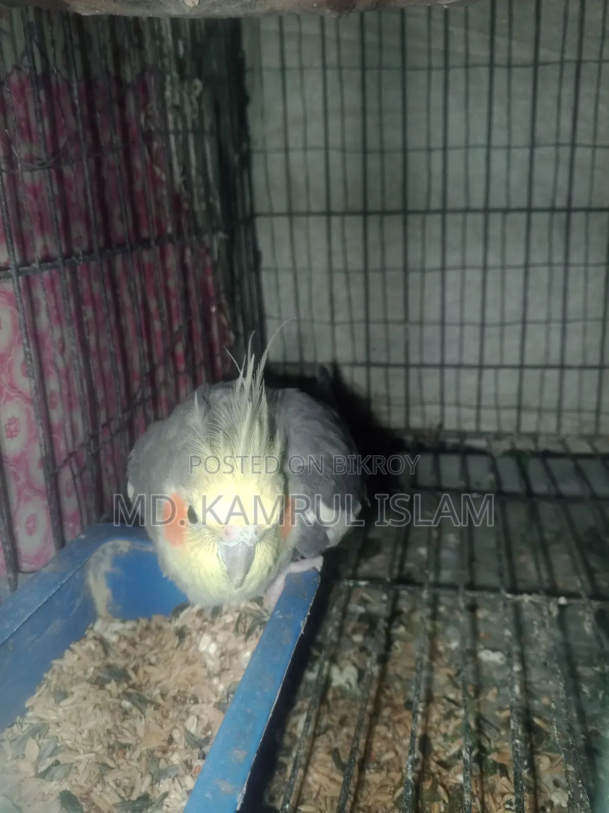 Cockatiel Bird