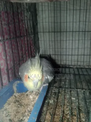 Cockatiel Bird