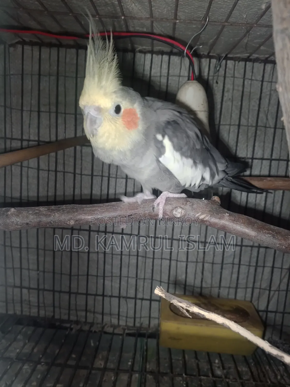Cockatiel Bird