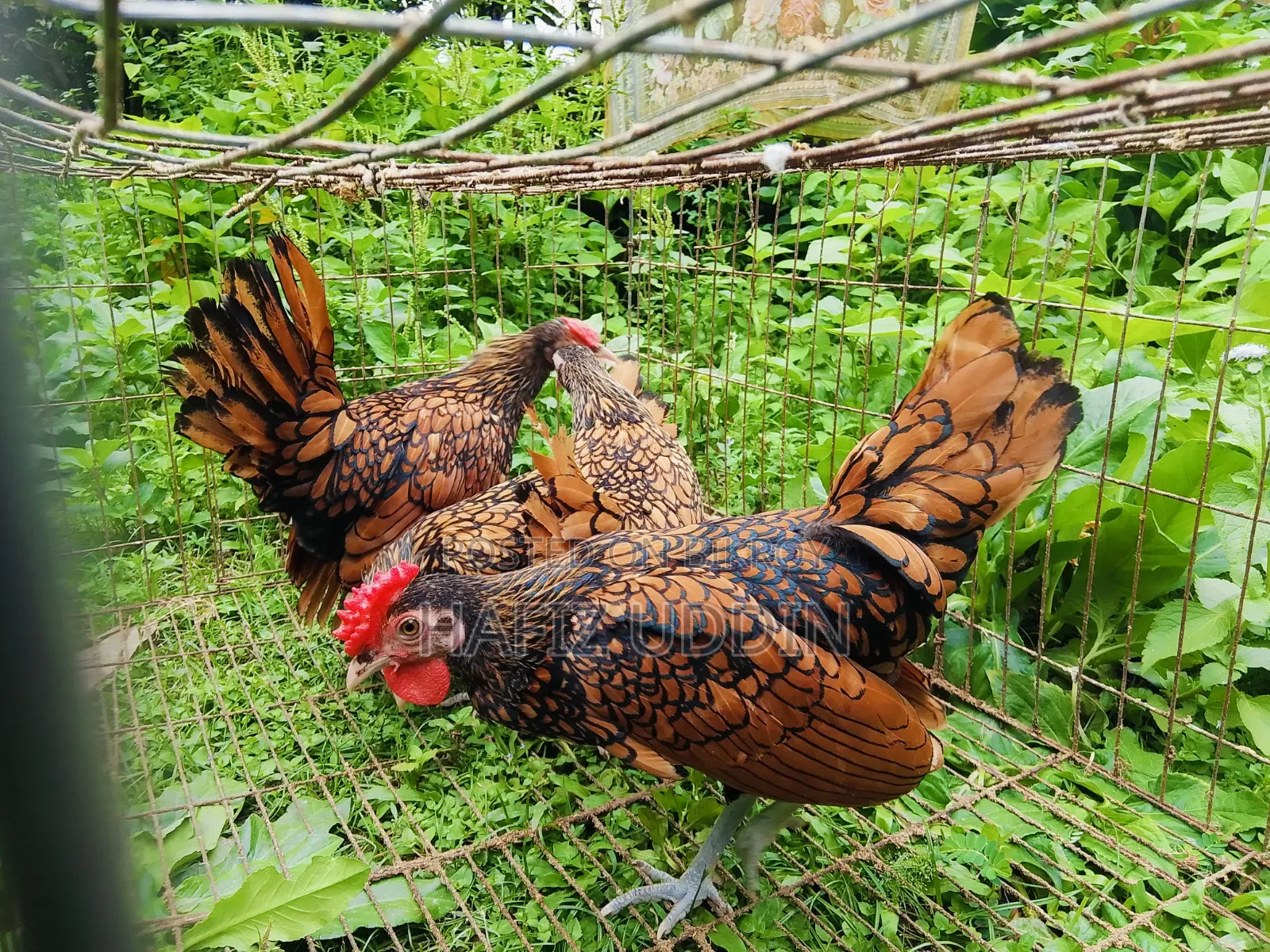Fancy Chicken