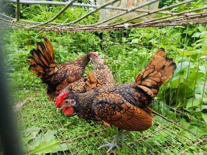সৌখিন মুরগী