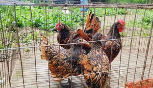 Fancy Chicken