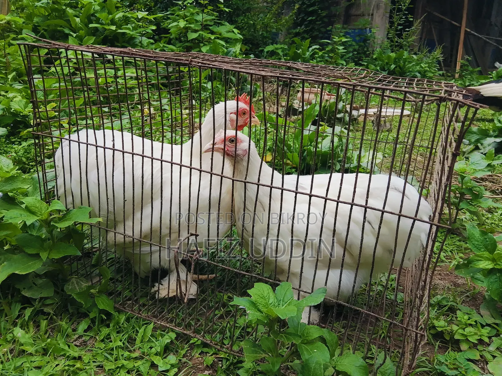 Fancy Chicken
