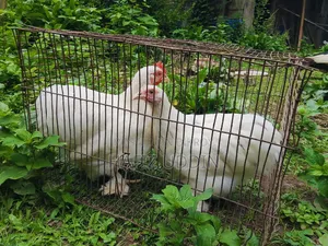 Fancy Chicken