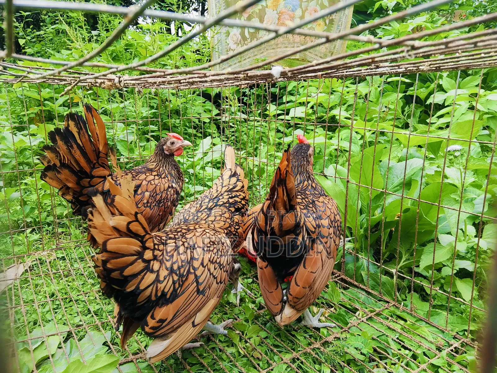 Fancy Chicken