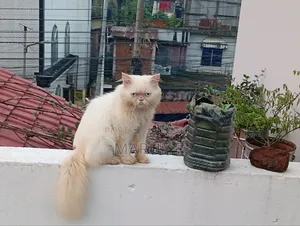 6-12 months Male Purebred Persian