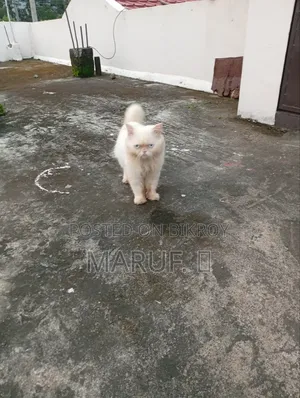 6-12 months Male Purebred Persian
