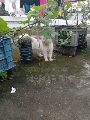 6-12 months Male Purebred Persian