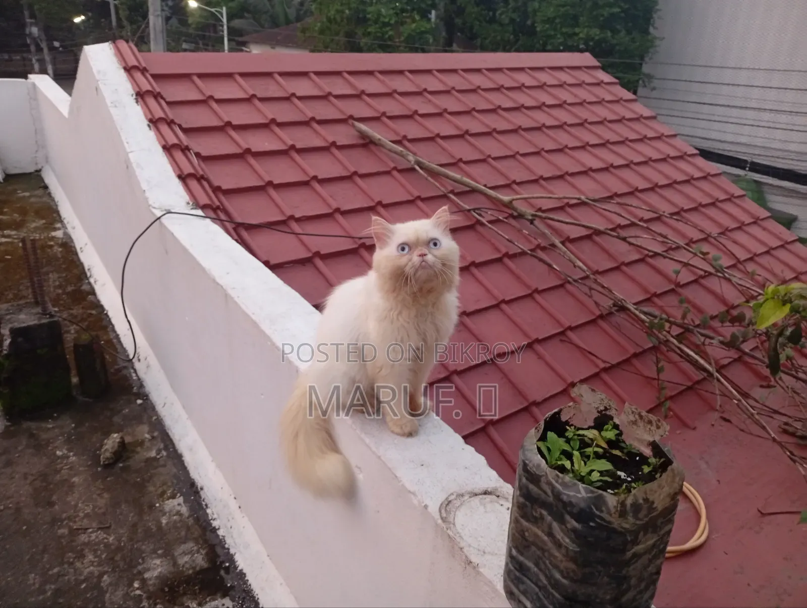6-12 months Male Purebred Persian