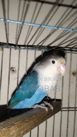 Blue Fischer Opaline Lovebird Female