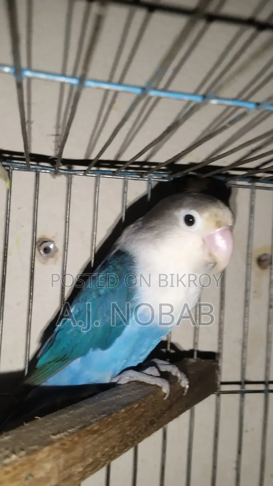 Blue Fischer Opaline Lovebird Female