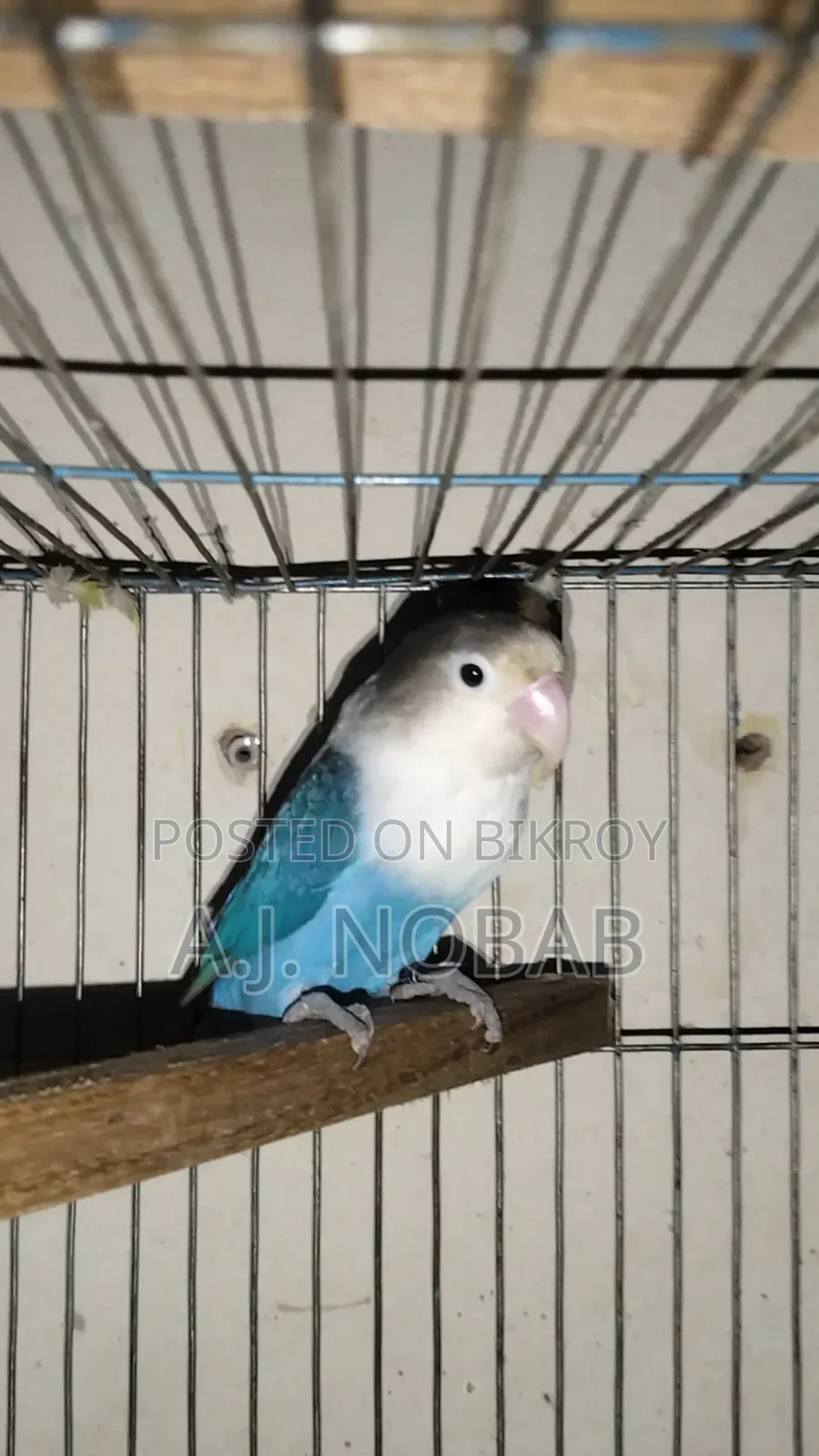 Blue Fischer Opaline Lovebird Female
