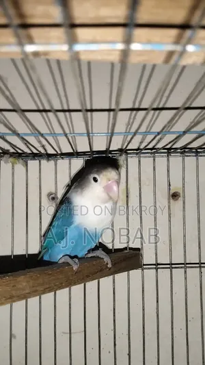 Blue Fischer Opaline Lovebird Female