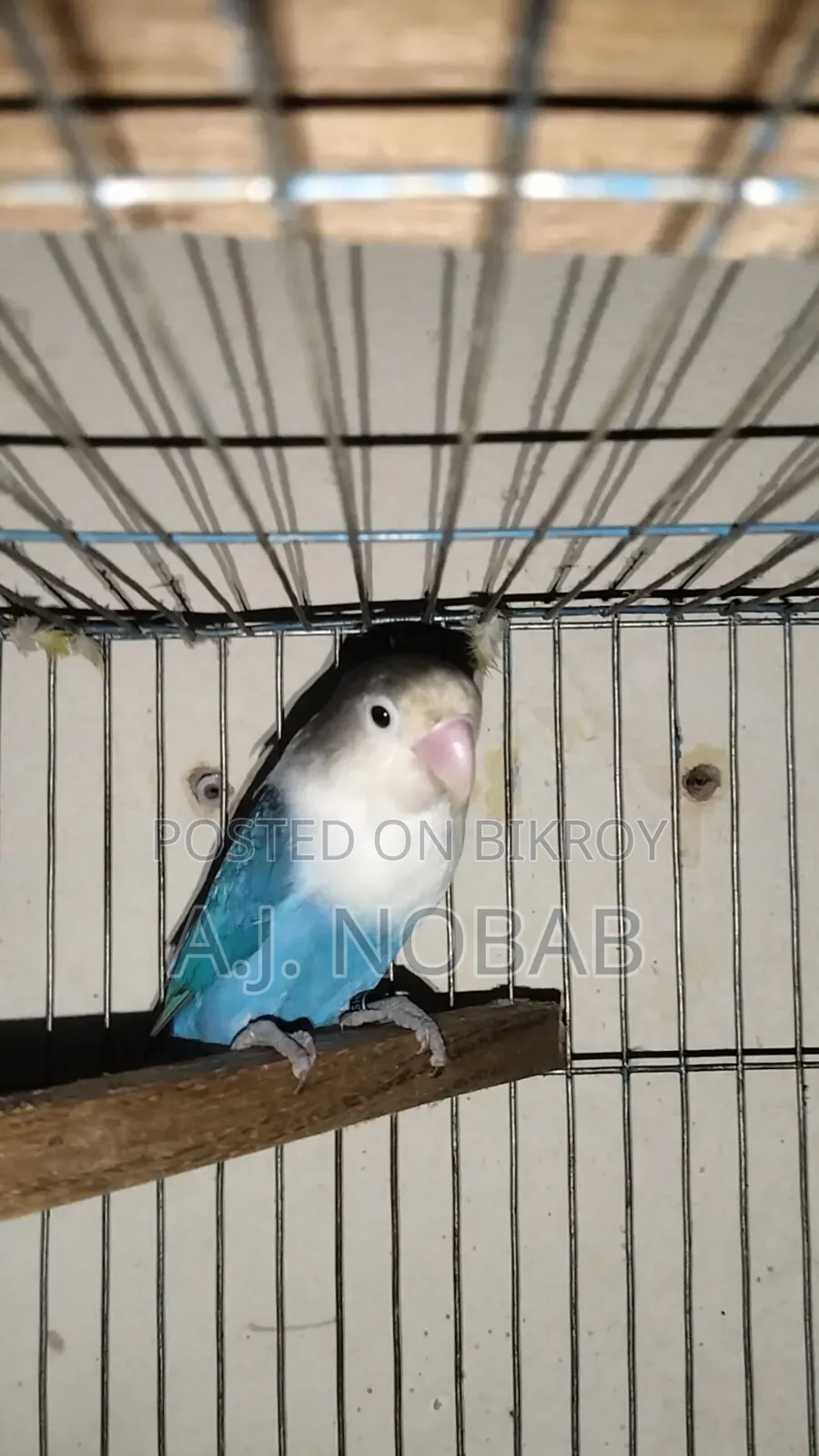 Blue Fischer Opaline Lovebird Female