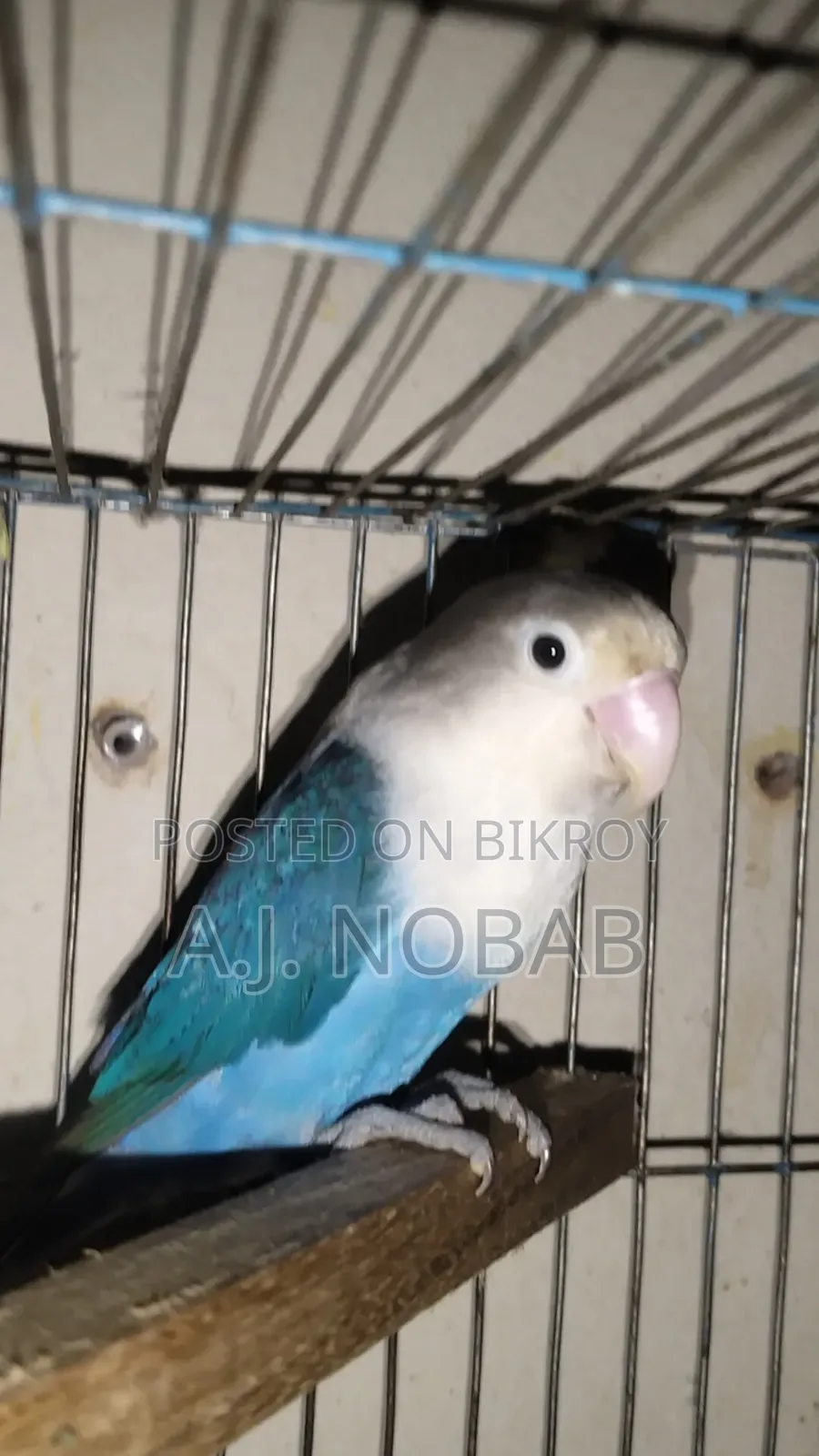 Blue Fischer Opaline Lovebird Female