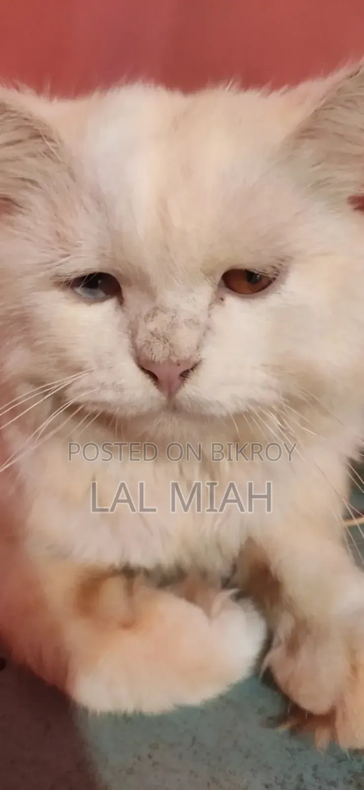 1+ year Male Purebred Persian