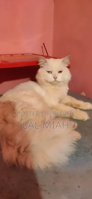 1+ year Male Purebred Persian
