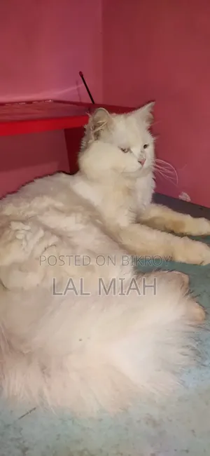 1+ year Male Purebred Persian