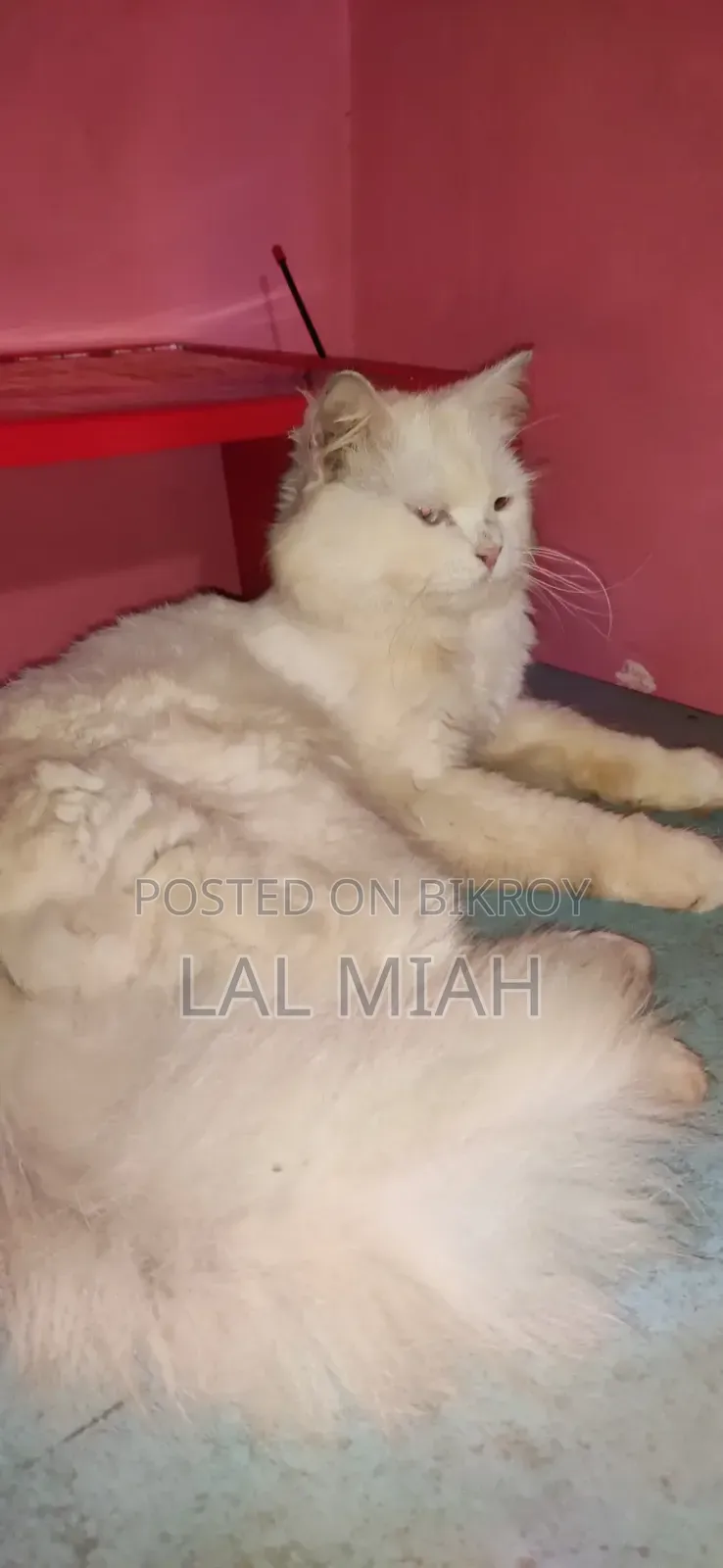 1+ year Male Purebred Persian