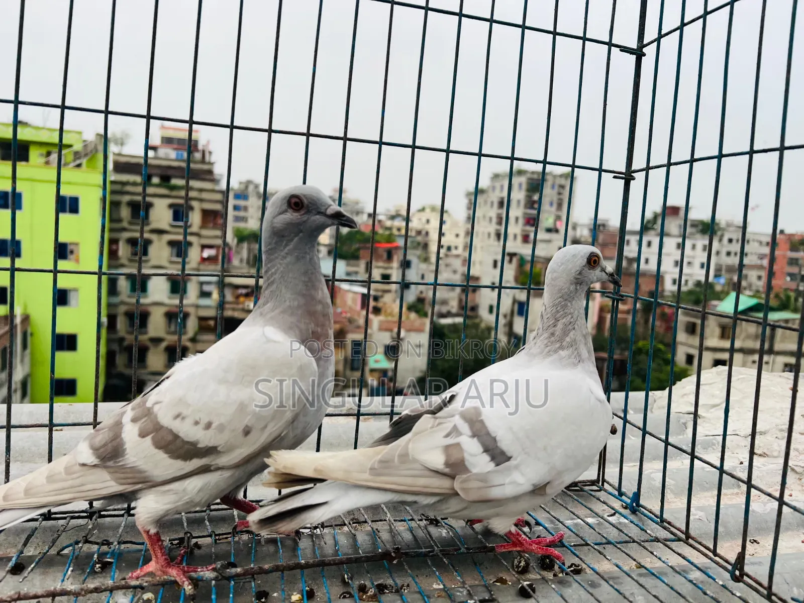 Ice Bar Racer Pigeon