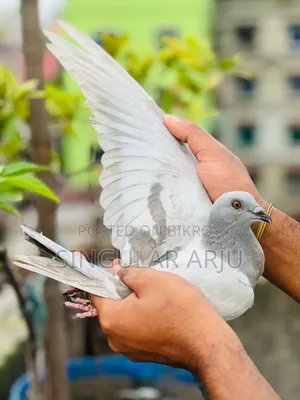 Ice Bar Racer Pigeon