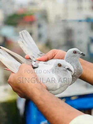 Ice Bar Racer Pigeon