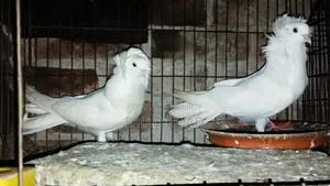 White Bombay (Male)