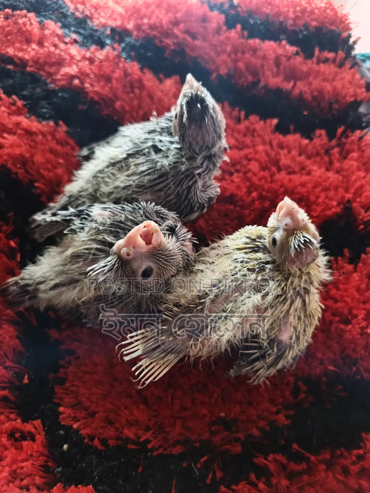 Cockatiel Tame Size Baby