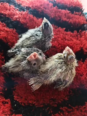 Cockatiel Tame Size Baby