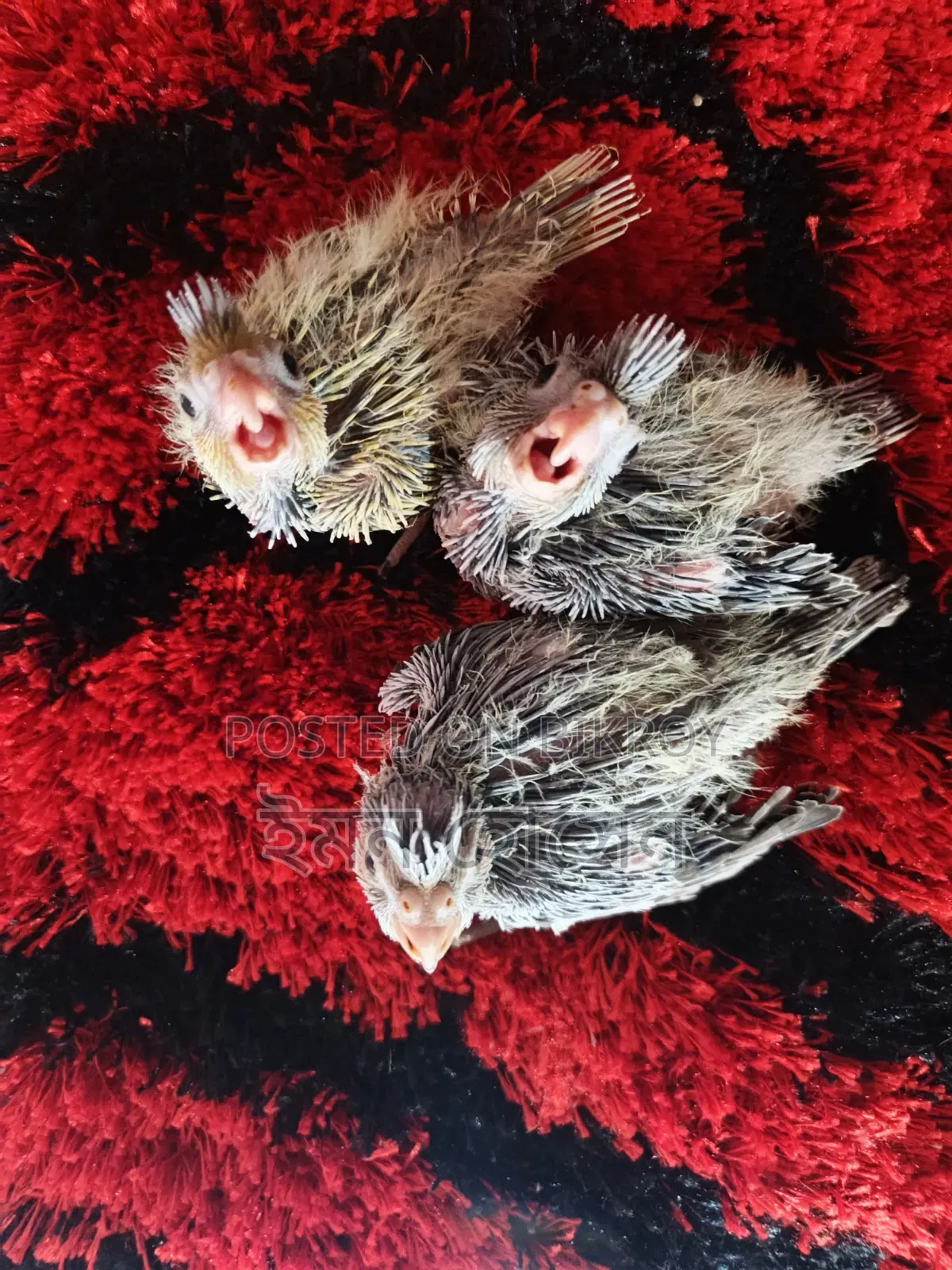Cockatiel Tame Size Baby