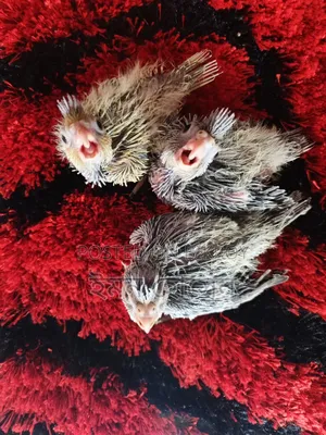 Cockatiel Tame Size Baby