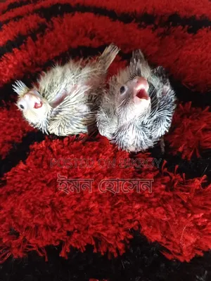 Cockatiel Tame Size Baby