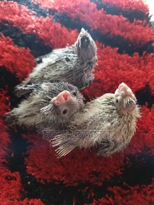 Cockatiel Tame Size Baby