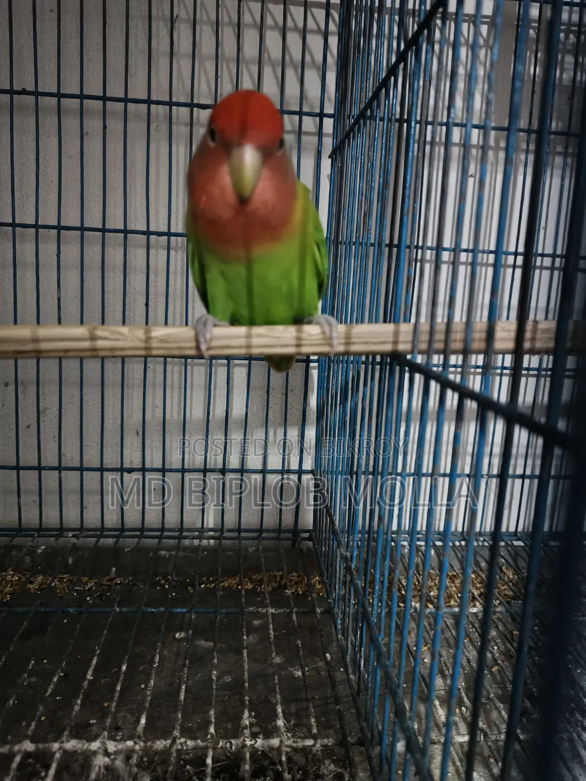 লাভ বাট পাখি