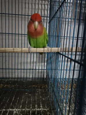 Lovebird