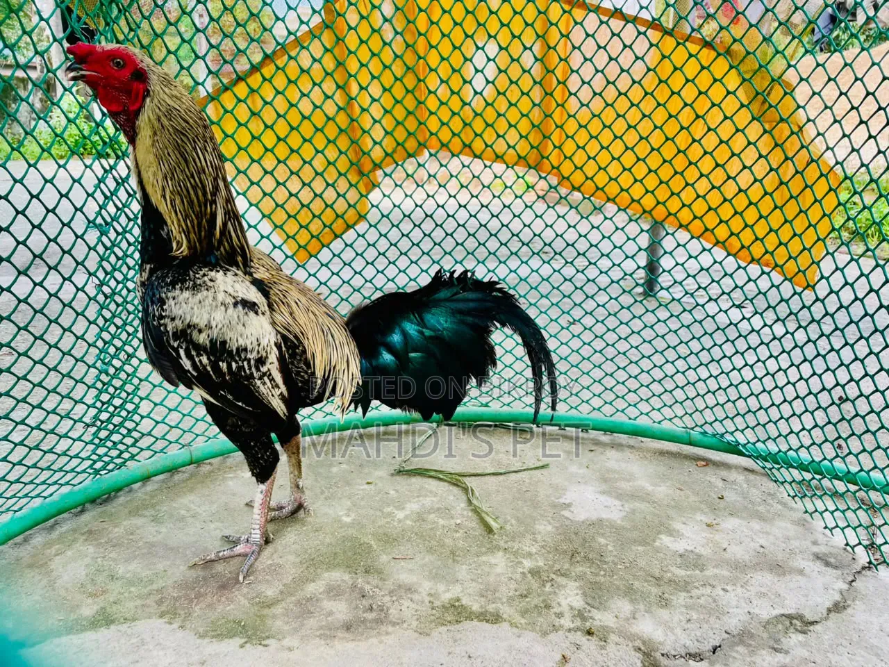 Sarali Cross Rooster for Sale.