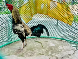 Sarali Cross Rooster for Sale.