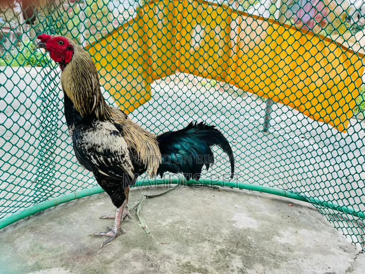 Sarali Cross Rooster for Sale.