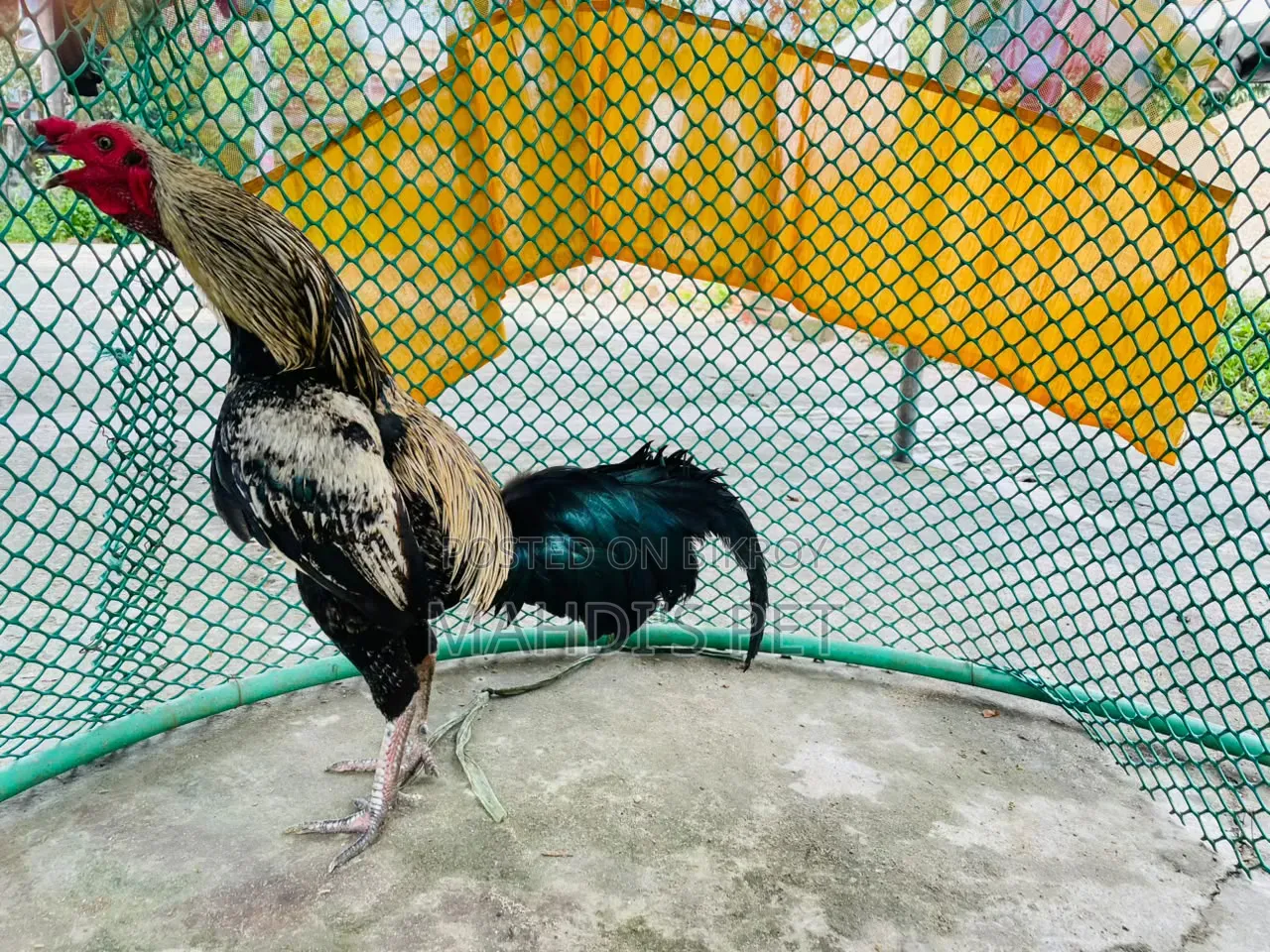 Sarali Cross Rooster for Sale.