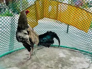Sarali Cross Rooster for Sale.
