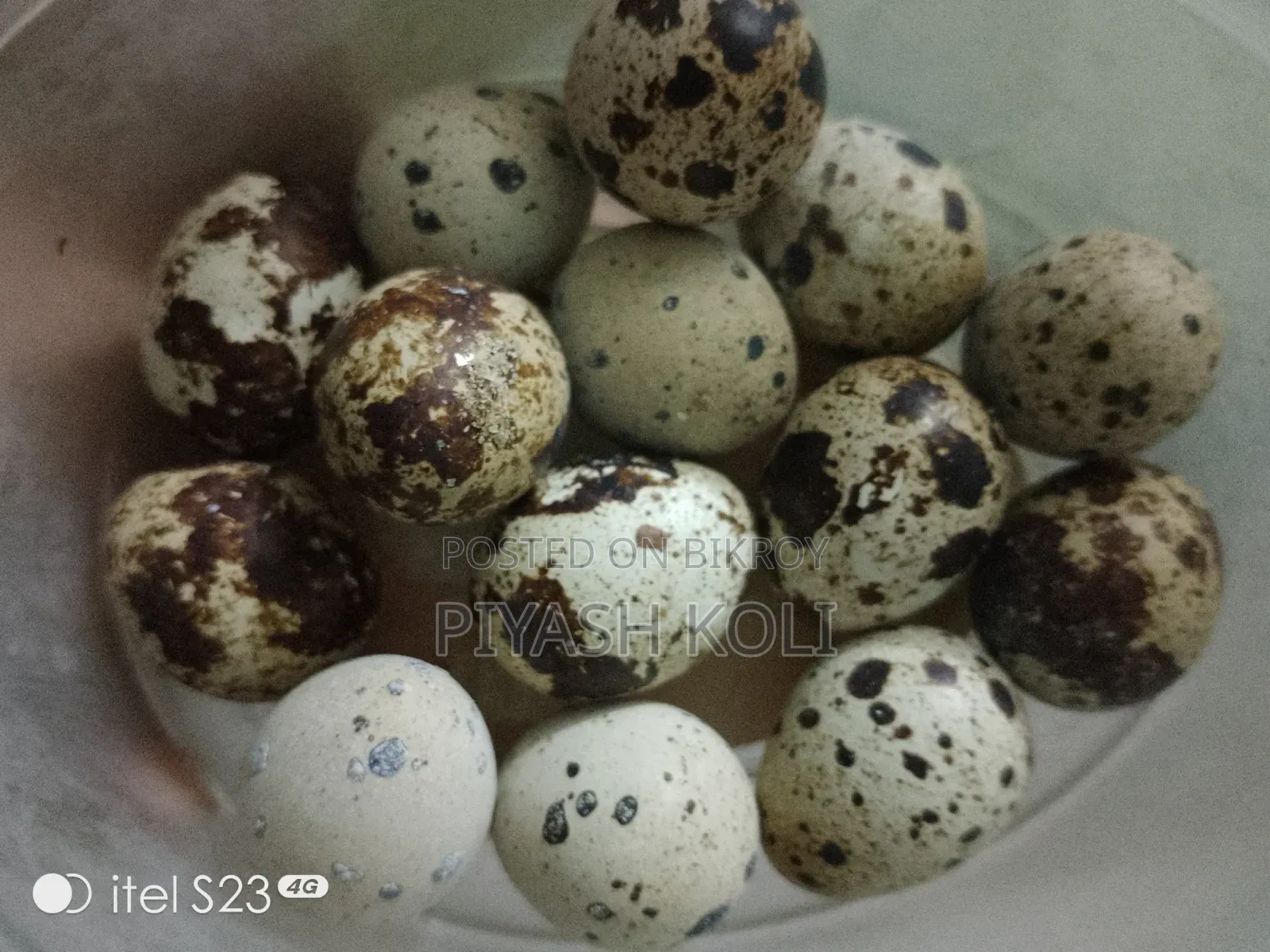 Quail Bird Fertile Eggs
