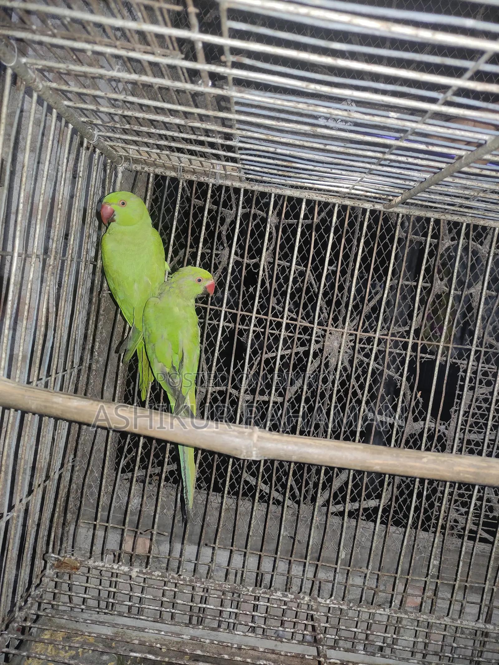 Ringneck Bird