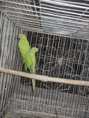 Ringneck Bird