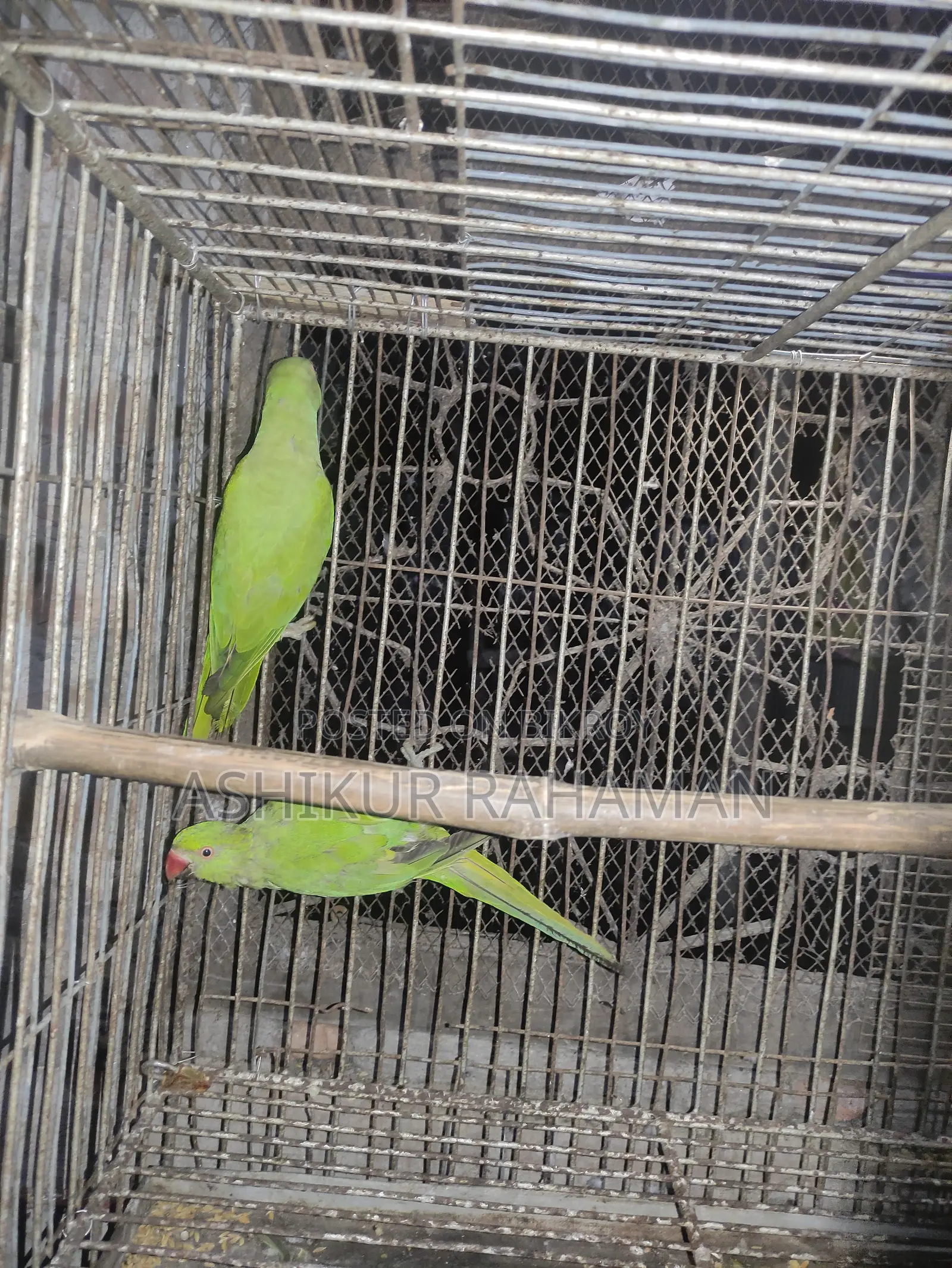 Ringneck Bird