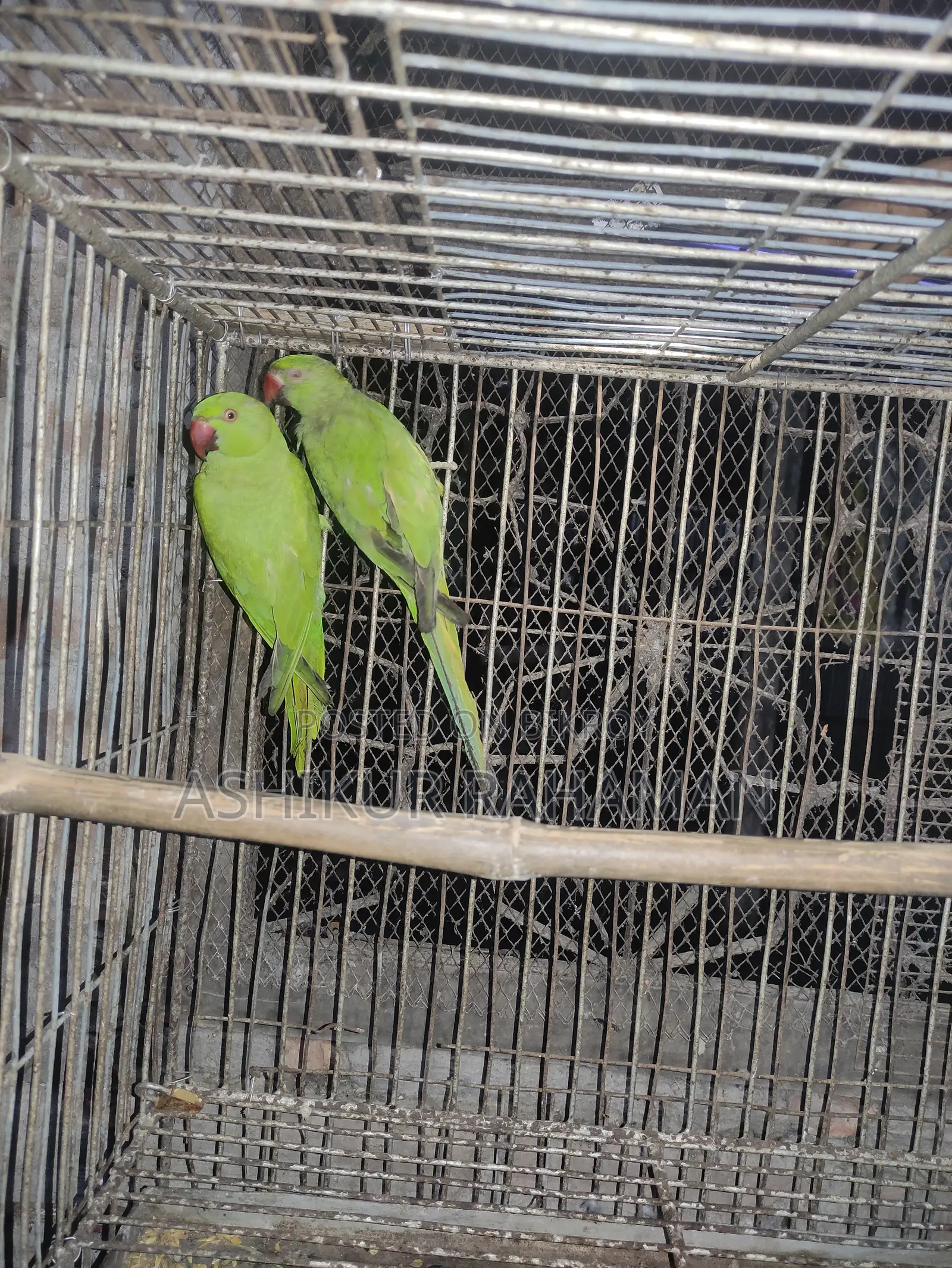 Ringneck Bird