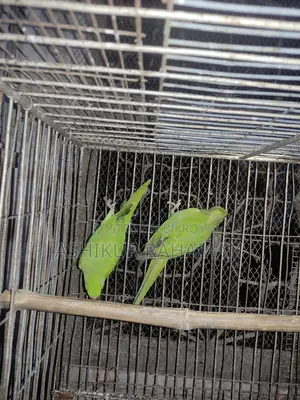 Ringneck Bird