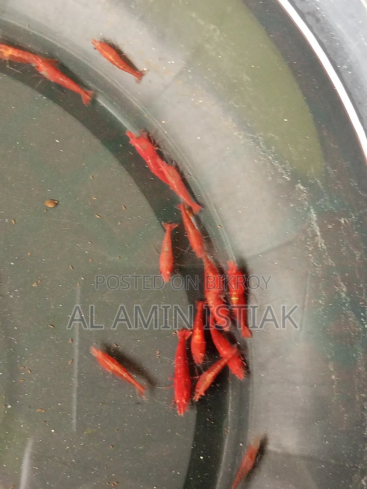 Shrimp For Sale