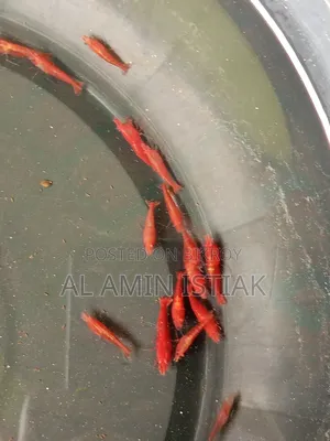 Shrimp for Sale