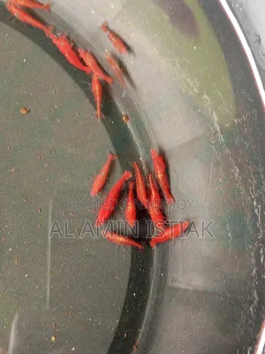 Shrimp For Sale
