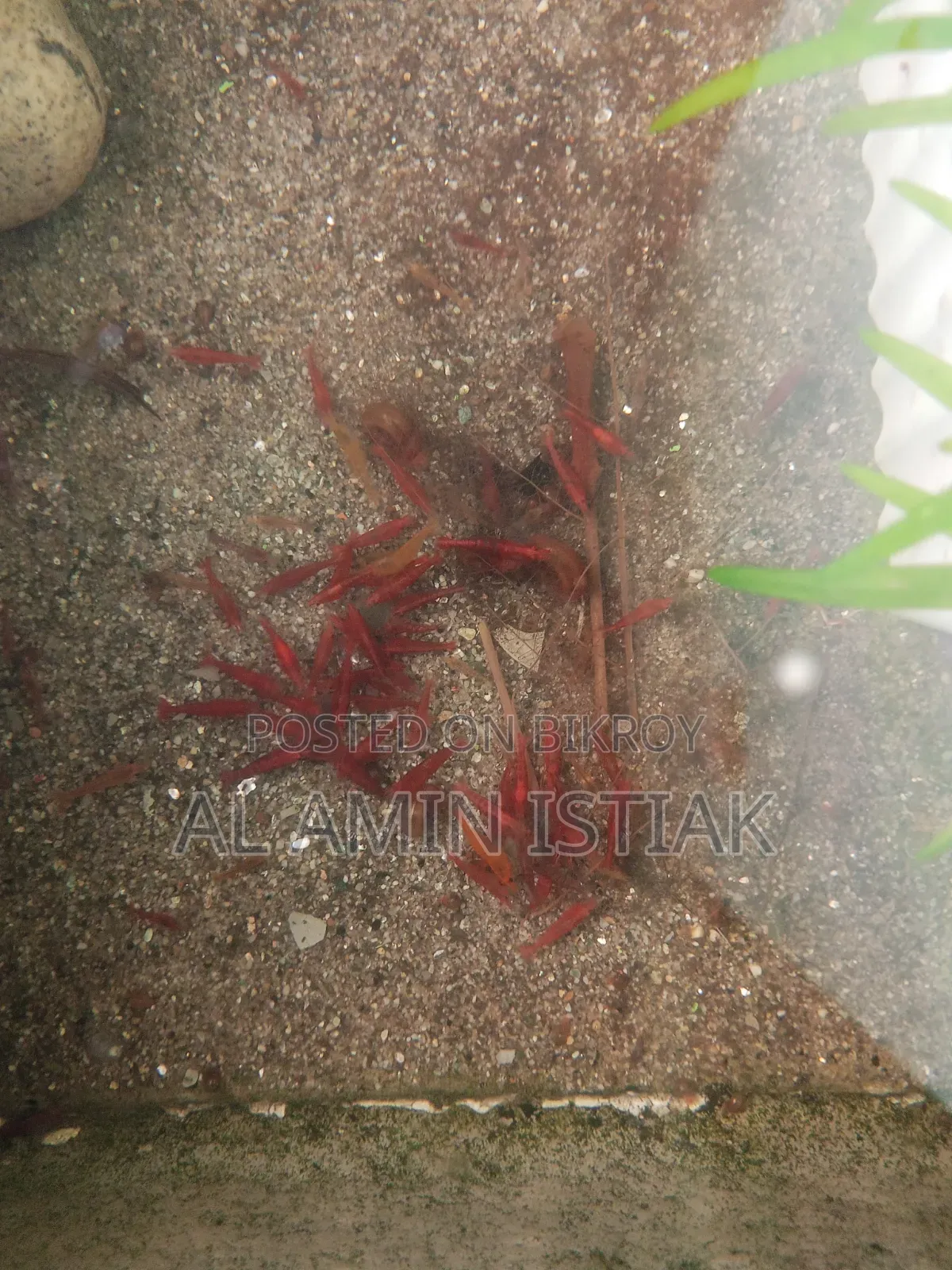 Shrimp For Sale